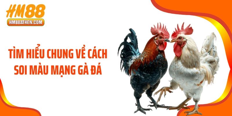 Tìm hiểu chung về cách soi màu mạng gà đá